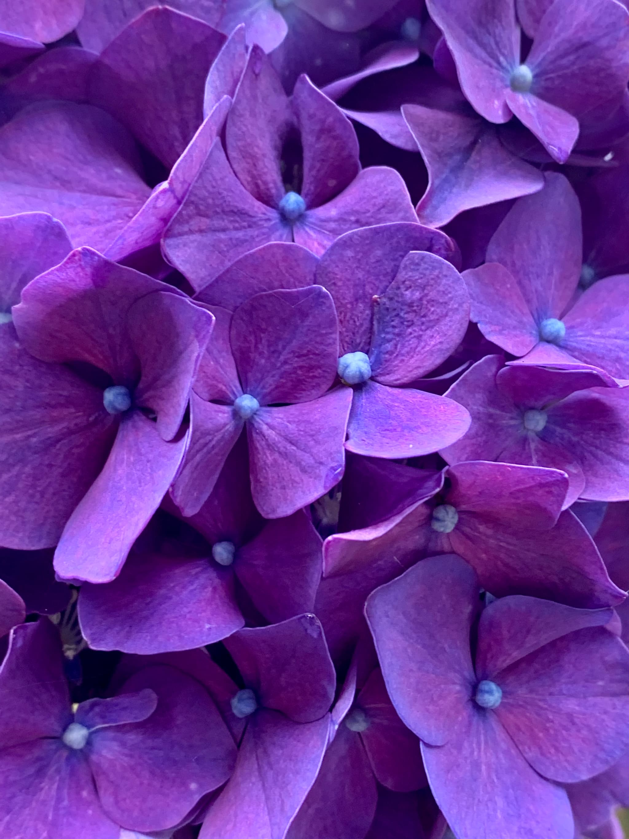 Losing Track of Time in the Beauty of Hydrangeas