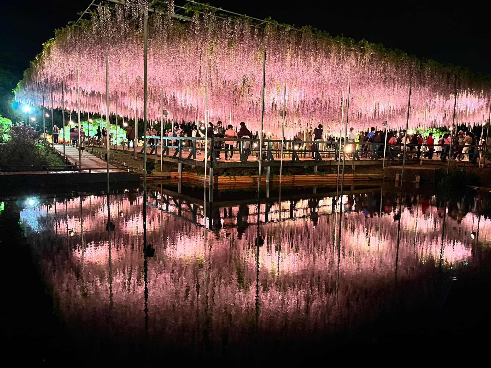 The Beauty of Wisteria