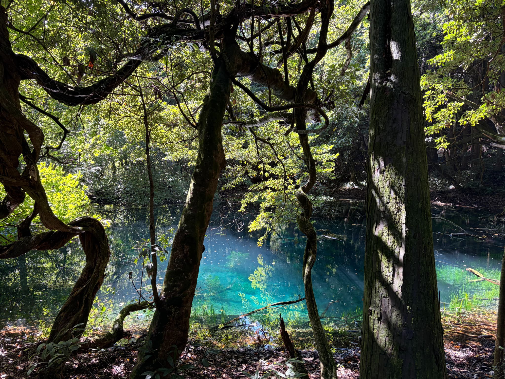 Mysterious Blue Spring