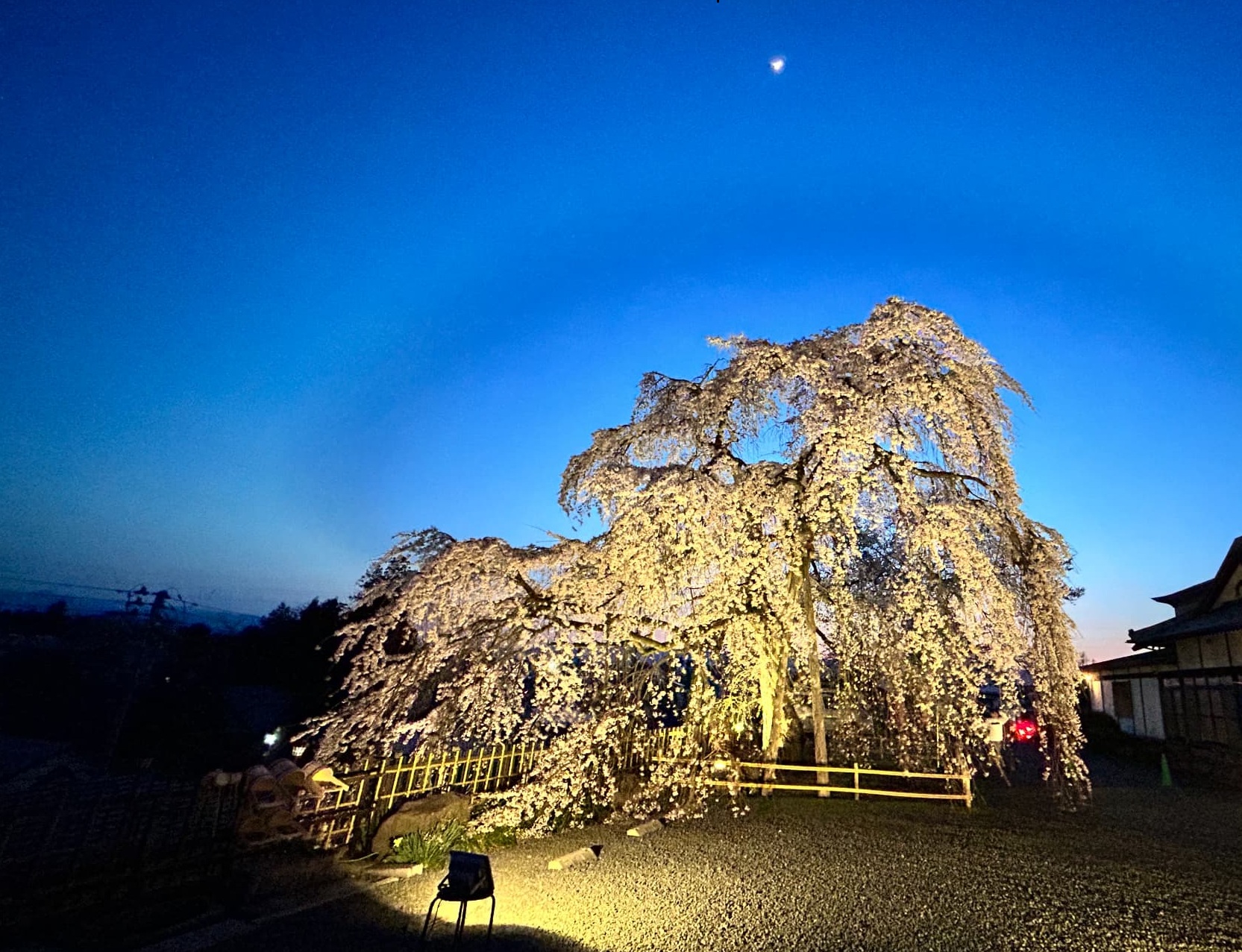 Mystical “Sakura” Weeping Cherry Blossom
