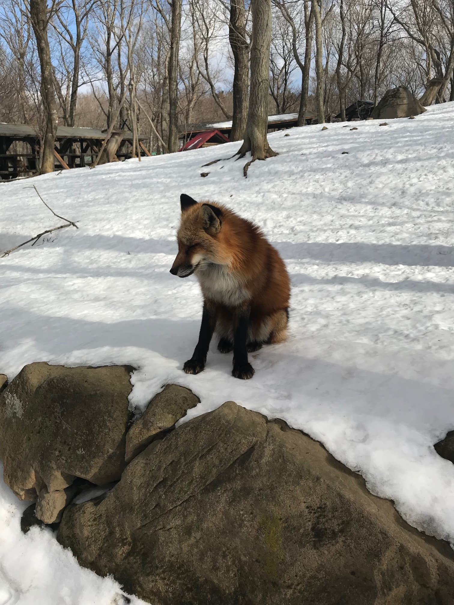 Japan’s One-of-a-Kind Fox Village
